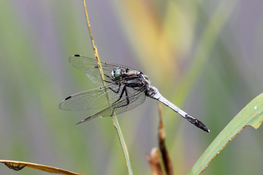 Orthetrum albistylum maschio?